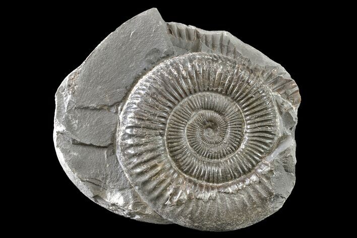 Ammonite (Dactylioceras) Fossil - England #163007